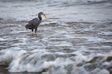 Western Reef Heron (Egretta gularis)