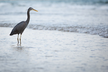 Western Reef Heron (Egretta gularis)