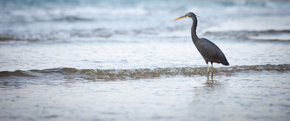 Western Reef Heron (Egretta gularis)