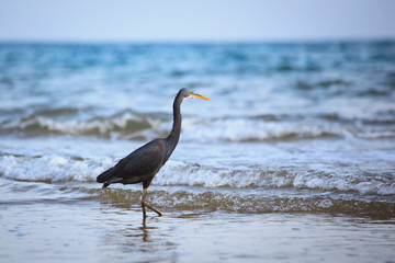 Western Reef Heron (Egretta gularis)