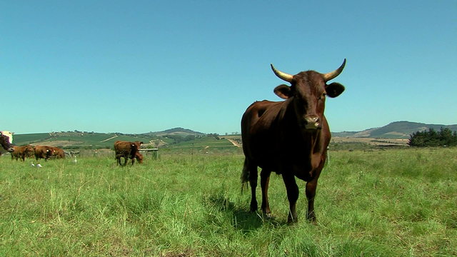 large bull with horns in a field