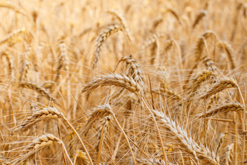 Fields of wheat at the end of summer fully ripe