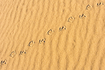 traces of the birds on the river sand