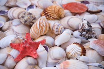 Starfish and sea shells