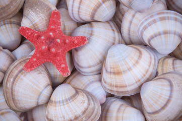 Starfish and sea shells