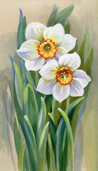 Obraz premium Two Narcissus