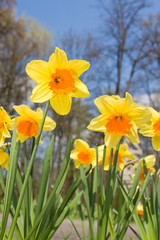 Yellow daffodil flowers in spring day