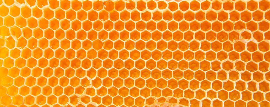 Beer honey in honeycombs.