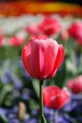 tulpe