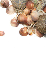 sea shells background