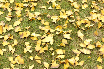 Ginkgo tree leaves on grass plot