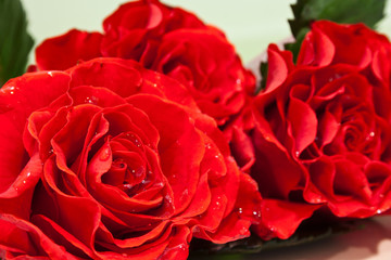 red roses with water droplets