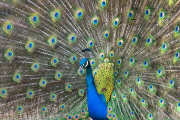 Fototapeta premium Peacock displaying his colorful feathered tail