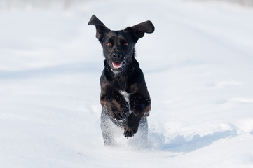 Naklejka premium dog in the snow