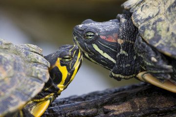 Fototapeta premium Trachemys scripta elegans - Red-Eared Sliders