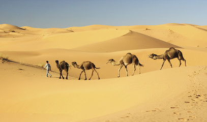 Fototapeta na wymiar camel caravan w Merzouga, Sahara, Maroko