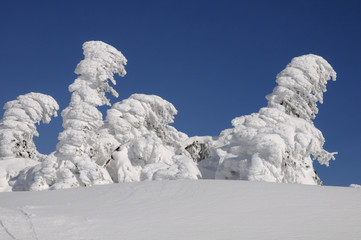 Eiswald