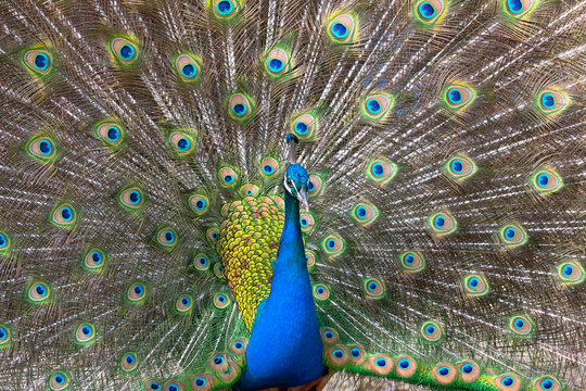Peacock displaying his colorful feathered tail