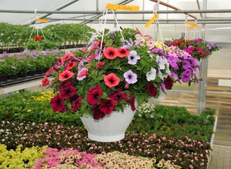 Blumenampel