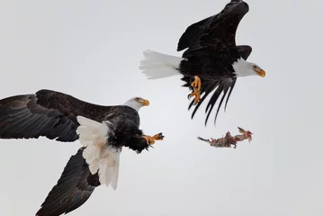 Papier Peint photo Lavable Aigle Bald Eagles fight in air
