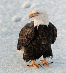 Portrait of a Bald Eagle