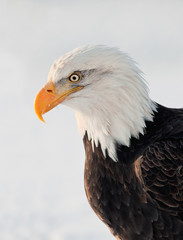Obraz premium Close up Portrait of a Bald Eagle
