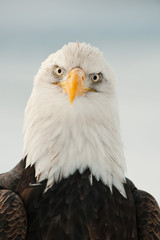 Obraz premium Close-up Portrait of Bald Eagle