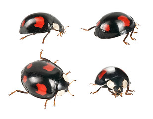 ladybirds  beetle - black variety. © Vera Kuttelvaserova
