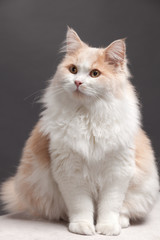 beige cat, isolated on a grey background