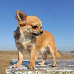 chihuahua debout