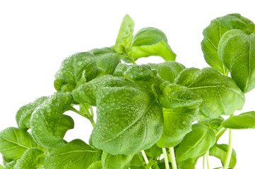 Water wetted basil leaves (with clipping path)
