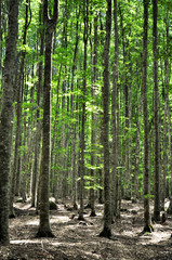 Fototapeta premium Bosco di faggio