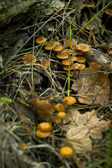 pequeñas setas de bosque