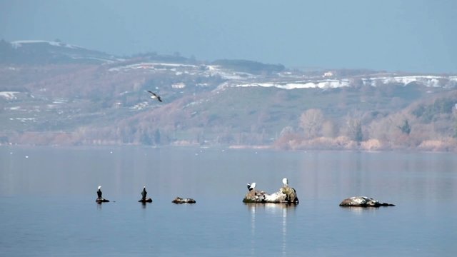 Cormorans And Seagulls