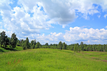 Fototapeta na wymiar birch wood near green field