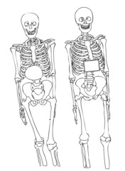 Two skeletons on a white background