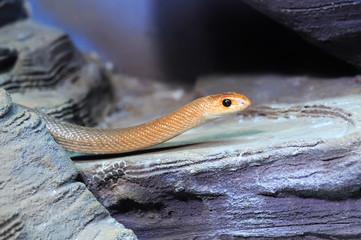 Snake