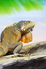 Iguana