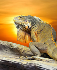 Iguana