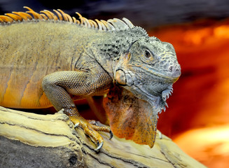 Iguana