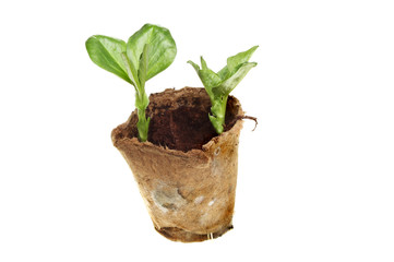 Broad bean seedlings