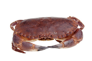 Granchio