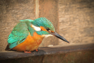 Kingfisher on guard ready to hunt