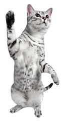 Playful Egyptian Mau Cat