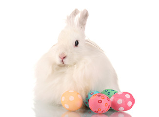 Fluffy white rabbit with eggs isolated on white
