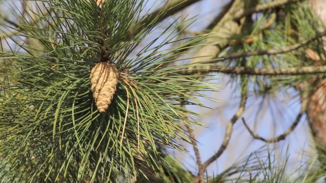 waldkiefer pinus sylvestris