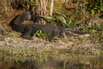 Alligator Sunbathing