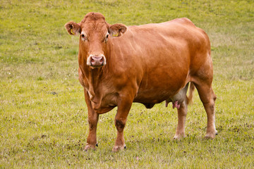 Naklejka na ściany i meble Limousin cattle