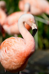 Chilean Flamingo