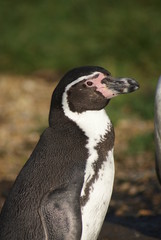 Humboldt Penguin - Spheniscus humboldti